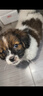 佳木為香中華田園犬幼犬土狗寵物狗活體寵物土松土獵活寵小狗大黃狗小奶狗 混血級 可愛(ài)小花狗 公 曬單實(shí)拍圖