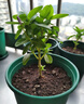蔬菜花盆土壤殺蟲劑無毒長效防蟲顆粒菜園土里地下害蟲全殺專用藥 防蟲片*1瓶*防土里的蟲） 曬單實(shí)拍圖