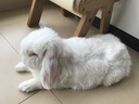 jolly pet products寵物兔垂耳兔侏儒兔子主糧小型兔全方位營養(yǎng)兔糧 豐富維生素兔糧5斤jp56 曬單實拍圖