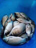 果酸釣魚(yú)小藥添加劑野釣黑坑水庫通殺正品強效鯉魚(yú)鯽魚(yú)羅非草魚(yú)餌 一瓶【千里飄香】 曬單實(shí)拍圖