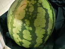 【產(chǎn)地直采】麒麟奶油西瓜 約5.5kg 曬單實拍圖