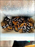 大閘蟹螃蟹滿黃新鮮特大現(xiàn)貨全公母蟹海鮮水產(chǎn)禮盒批發(fā)6-12只 【高性價比】2.5-2.0兩16只 1g 【 精美禮盒 送吃蟹禮包 曬單實拍圖