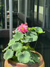 鮑師傅奶香提子酥80g*3袋裝餅干糕點(diǎn)心曲奇網(wǎng)紅爆款零食品小吃源頭直發(fā) 曬單實(shí)拍圖