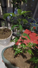 海棠花盆栽樹(shù)苗盆景耐寒老樁庭院陽(yáng)臺植物室內花卉四季長(cháng)壽開(kāi)花 【四季開(kāi)花】長(cháng)壽冠海棠小苗1顆 曬單實(shí)拍圖