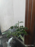 1.6米爬藤月季大苗蒂娜四季開花薔薇基地直發(fā)【買就送扦插小苗】 紅木香1.6米開花爆滿 送種植說明書 曬單實(shí)拍圖