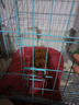 夢(mèng)茜兒純種泰迪幼犬活體寵物狗狗茶杯犬灰泰迪小狗狗貴賓犬泰迪狗幼崽 寵物級 家養款 公 曬單實(shí)拍圖