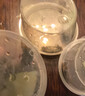 寵以沫迷你蟹辣椒蟹觀賞蟹可與燈科魚孔雀魚蝦斑馬魚混養(yǎng)吃渦蟲除藻活體 5公5母送10只備損【共20只】 曬單實拍圖