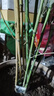 暮青竹子苗庭院室外植物耐寒觀賞盆栽實(shí)心青竹苗金鑲玉羅漢竹四季植物 四季青竹1公分  10棵 曬單實(shí)拍圖