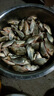 龍王恨（LOONVA）魚(yú)餌 野戰藍鯽x5腥香青春版野釣鯽鯉青草鳊通殺餌料老三樣釣餌 夏季高溫套餐【共720g/3包】 曬單實(shí)拍圖