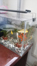 黃金龍鳳錦鯉白金烏金錦鯉大型觀賞魚好養(yǎng)耐活淡水金魚活魚草金魚 【6-8cm】黃金龍鳳錦鯉 5條 曬單實拍圖