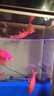 冷水鸚鵡魚招財魚血鸚鵡紅金魚冷水觀賞魚活體魚苗好養(yǎng)耐活發(fā)財魚 冷水血鸚鵡3條【19-21cm】 曬單實拍圖