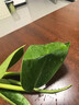 大葉金鉆綠公主室內(nèi)盆栽水培植物綠植花卉客廳綠蘿吸甲醛 一盆裝不含盆+贈(zèng)肥料 吸毒王40-56cm室內(nèi)* 曬單實(shí)拍圖