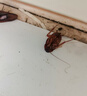 范泳辰蟑螂藥特效強力全窩端蟲卵雙殺蟑螂屋膠餌盒家用室內(nèi)滅除小強神器 強效型【1盒10枚】蟑螂藥 曬單實拍圖
