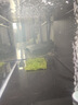 水草套餐三角莫斯淡水松茸火焰垂淚莫斯前景草沉木魚(yú)缸水族箱造景 大三角莫斯7.5cmx7.5cm兩片 曬單實(shí)拍圖