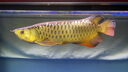 仟湖傲深龍魚(yú)護(hù)理劑5號(hào)預(yù)防立鱗松鱗水霉白點(diǎn)內(nèi)外寄生蟲(chóng)改善水質(zhì)500ml 曬單實(shí)拍圖