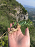 新采杜仲種子杜仲樹(shù)種杜中草藥材種籽膠木樹(shù)種子絲棉皮棉樹(shù)皮QCDD 杜仲種子1斤 曬單實(shí)拍圖