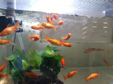 魚缸過濾棉綠棉高密度上濾棉片過濾材料凈水加厚白海棉超厚綠白棉 雙效白綠棉超透水/長1.0米*寬12厘米 25升級-八效合一強(qiáng)勢過濾/6米-6卷裝 曬單實拍圖