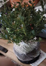 八芽 小葉赤楠盆景擺件室內(nèi)綠植花卉盆栽老樁客廳辦公室桌面好養(yǎng)植物 （【熱銷款】舍得紫砂盆赤楠+苔蘚+底座） 曬單實(shí)拍圖