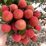 仙進(jìn)奉荔枝白糖罌荔枝現(xiàn)摘桂味荔枝黑葉荔枝干冰凍鮮荔枝冷鏈包郵 冰凍鮮荔枝3斤包郵 曬單實(shí)拍圖