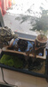 樸記流水擺件循環(huán)水假山景觀(guān)魚(yú)缸招財金蟾貔貅客廳玄關(guān)辦公室前臺喬遷 小號-上善若水-金蟾招財 曬單實(shí)拍圖