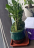 幼薇節(jié)節(jié)高富貴竹植物客廳轉運綠植盆栽辦公室內(nèi)桌面好養(yǎng)盆景四季常青 九棵富貴竹+孔雀綠招財進寶瓷盆 帶盆栽好 曬單實拍圖