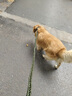 PETALONG八股繩項圈式狗狗牽引繩中大型犬狗鏈子金毛遛狗繩防爆沖拴狗p鏈 軍綠色（繩長1.5米） L碼（雙排扣，適合40-70斤） 曬單實拍圖