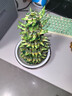 節(jié)節(jié)高富貴竹塔水培室內(nèi)植物盆栽竹子轉(zhuǎn)運(yùn)開(kāi)運(yùn)竹發(fā)財(cái)富貴竹寶塔竹 5層竹塔+吉祥紅福陶瓷盆 曬單實(shí)拍圖