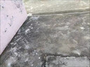 骉祥水管除青苔水箱水塔清潔清除劑自來(lái)水管道清洗劑家用水藻水垢e1000g*1瓶 曬單實(shí)拍圖