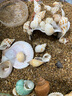 廬播 天然貝殼海螺魚缸造景裝飾小擺件水族箱布景套裝龜缸底砂裝飾品 中號(hào)螺貝混裝200g（約30-40顆） 曬單實(shí)拍圖