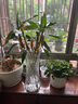 四季常青金魚花吊蘭盆栽室內(nèi)綠植花卉多肉植物發(fā)財(cái)樹好養(yǎng)易活客廳 金魚吊蘭【整盆20-30顆】原盆土 曬單實(shí)拍圖