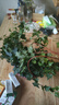 常春藤盆栽室內(nèi)垂吊植物好養(yǎng)水培綠植凈化空氣除甲醛四季常青長(zhǎng)青 1盆青葉常春藤(長(zhǎng) 50 厘米左右)簡(jiǎn)易盆配吊鉤 曬單實(shí)拍圖