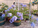 藍(lán)雪花盆栽帶花苞老樁大苗室內(nèi)陽臺室外綠植花卉四季開花植物花苗 【花期帶花苞】特大盆藍(lán)雪花【原土盆】 曬單實(shí)拍圖