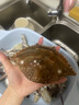 舟山梭子蟹鮮活特大野生大螃蟹新鮮冷凍海鮮水產(chǎn)海蟹飛蟹白蟹順豐 9兩以上/只【5斤凈重 超大肥美】 曬單實(shí)拍圖