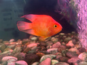 思念上湯小云吞珍味三鮮5袋+薺菜豬肉5袋 1.2kg餛飩早餐夜宵速食冷凍 曬單實(shí)拍圖