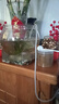 魚飼料魚食小顆?？兹隔~斑馬小金魚斗魚熱帶魚上浮小型魚專用魚糧 0.6mm增體増艷上浮魚糧丨適合5-8厘米魚體 高蛋白丨110ml/瓶+喂食勺 上浮顆粒丨不渾水丨不噴油丨增體丨増艷 曬單實(shí)拍圖