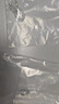 飛利浦T10示寬燈12V W5W汽車(chē)燈泡鹵素燈閱讀燈牌照燈小插泡正品 飛利浦12V T10 W5W 2只 中國產(chǎn) 曬單實(shí)拍圖