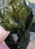 海芝寶榮成海帶 有機(jī)深海小海帶2斤 包飯涼拌涮鍋煲湯火鍋 聚餐  曬單實(shí)拍圖