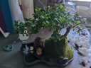 瀚林怡景福建茶盆景山水假山石造型植物室內(nèi)客廳辦公室桌面綠植盆栽擺件 山水盆景-福建茶-木座 曬單實(shí)拍圖