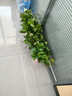 小冤家綠蘿盆栽室內花卉綠植綠籮水養花卉盆景桌面辦公客廳水培大葉綠色 180#高端粉貓吸水盆四盆+肥料2包 曬單實(shí)拍圖