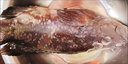 大石斑魚(yú)新鮮老虎斑活斑速凍海捕大海魚(yú)整條鮮活冷凍老虎斑 2-2.5斤/條 2條裝 曬單實(shí)拍圖