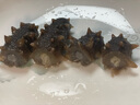 樂(lè )老板即食海參 深海底播遼刺參 優(yōu)選500g 13-18只/斤 曬單實(shí)拍圖