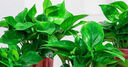 雙盟 綠蘿盆栽除甲醛花卉綠植辦公室新房凈化空氣110款10盆裝源頭直發(fā) 曬單實拍圖