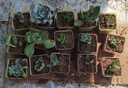 多肉植物盆栽綠植花卉室內(nèi)玉露錢串紅寶石書桌擺件玫瑰 15顆多肉隨機(jī)+15個(gè)小盆+營養(yǎng)土 圖片文字有說明 曬單實(shí)拍圖