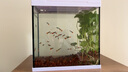 孔雀魚(yú)天使魚(yú) 純種觀賞魚(yú)淡水好養(yǎng)熱帶小型觀賞魚(yú) 孔雀魚(yú)24條送備損6條【發(fā)30條】 曬單實(shí)拍圖