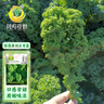 鳳鳴雅世食用羽衣甘藍種子四季盆栽蔬菜種孑綠翡翠羽衣甘藍種子100粒 曬單實(shí)拍圖