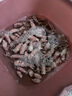 蟻淘鮮海兔子500g 滿籽筆管魚 魷魚籽墨魚仔烏章魚全籽小烏賊干新鮮干貨 【100g嘗鮮】海兔100g約25-35個(gè) 曬單實(shí)拍圖