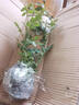行湘爬藤月季花卉綠植盆栽陽臺花園地栽 甜夢20cm左右2棵 源頭直發(fā) 曬單實(shí)拍圖