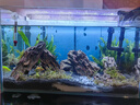 西游水族魚缸水族箱客廳小型迷你桌面免換水生態(tài)造景小金魚缸熱彎超白玻璃 長50*寬26*高30-云影群峰款造景全套 曬單實拍圖