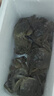 【活蟹】乾澄大閘蟹現(xiàn)貨 全母2.3-2.6兩8只 六月黃鮮活螃蟹去繩足重海鮮禮盒裝源頭直發(fā) 曬單實(shí)拍圖