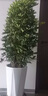 八方來財鴨腳木大型綠植客廳大盆栽室內(nèi)好養(yǎng)辦公室開業(yè)喬遷送禮 鴨腳木叢生1.2-1.4m 白色聚寶樹脂盆 曬單實拍圖